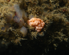 Gersemia rubiformis