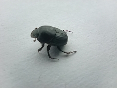 Onthophagus taurus