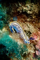 Felimare fontandraui