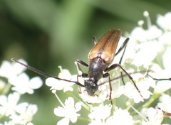 Stenurella melanura