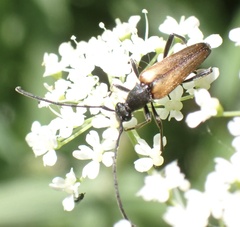 Stenurella melanura