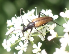Stenurella melanura