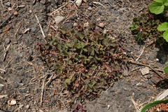 Oxalis corniculata repens
