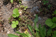 Oxalis corniculata repens