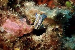 Felimare fontandraui