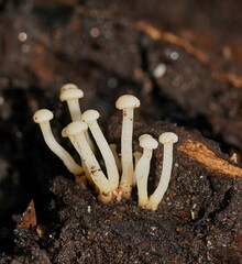 Vibrissea dura