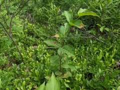 Aulagromyza cornigera