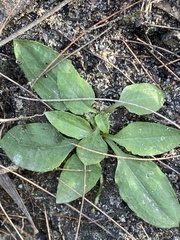 Pterostylis hispidula
