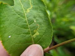 Aulagromyza cornigera