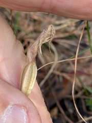Pterostylis hispidula