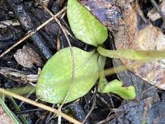 Pterostylis hispidula