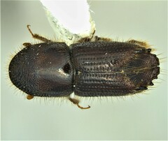 Ips calligraphus