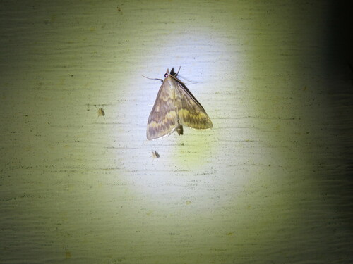 European Corn Borer Moth photo 6