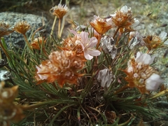 Armeria humilis