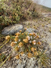 Armeria humilis