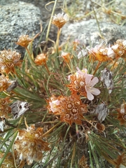 Armeria humilis