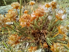 Armeria humilis