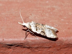 Metacosmesis laxeuta