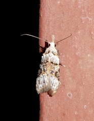 Metacosmesis laxeuta