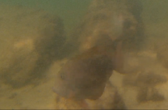 Acanthurus nigrofuscus