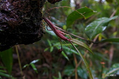 Bulbophyllum aubrevillei image