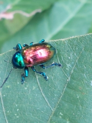 Platycorynus sauteri