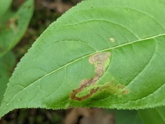 Aulagromyza cornigera