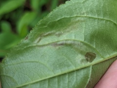 Aulagromyza cornigera