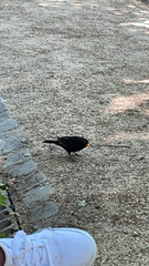 Turdus merula