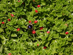 Junonia oenone oenone