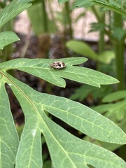 Sphyrocoris