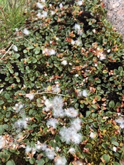 Salix herbacea