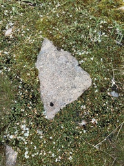 Salix herbacea