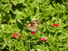 Junonia oenone oenone