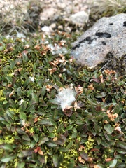Salix herbacea