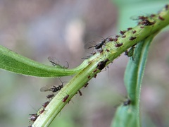 Uroleucon solidaginis