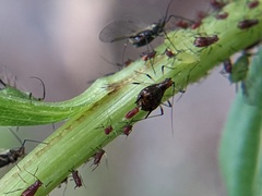 Uroleucon solidaginis