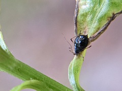 Uroleucon solidaginis