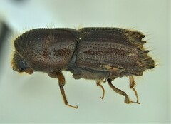 Ips calligraphus