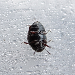 Lamprobyrrhulus nitidus