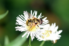 Eristalinus viridis