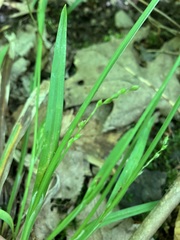 Carex albursina