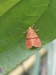 Miltochrista arcuata