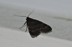 Hydrillodes uliginosalis