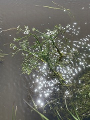 Oenanthe fluviatilis