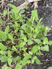 Atriplex dioica