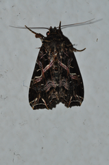 Callopistria yerburii