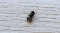 Caloparyphus tetraspilus