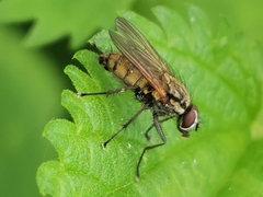 Hydrophoria lancifer