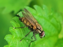 Hydrophoria lancifer